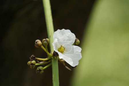 Echinodorus palifolius (Also called Melati Air, Mexican sword plant) in nature. this plant is an emerged aquatic plant