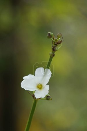 Echinodorus palifolius (también llamado Melati Air, planta de espada mexicana) en la naturaleza. esta planta es una planta acuática emergente