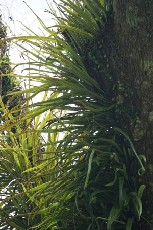Pyrrosia longifolia am Baum. Pyrrosia longifolia ist eine Art Epiphyt