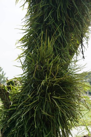 Pyrrosia longifolia sur l'arbre. Pyrrosia longifolia est une sorte d'épiphyte