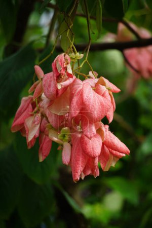 Téléchargez les photos : Mussaenda pubescens avec un fond naturel. Aussi appelé Nusa Indah, sang Ashanti, cornouiller tropical - en image libre de droit