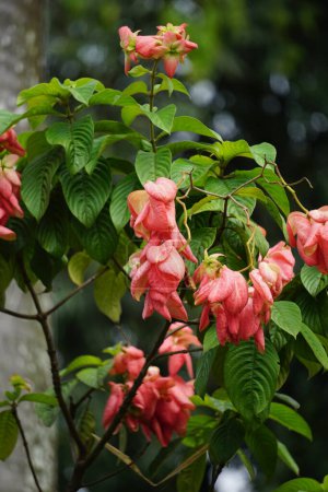 Mussaenda pubescens with a natural background. Also called Nusa Indah, Ashanti blood, Tropical dogwood