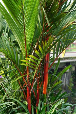 Cyrtostachys renda (auch bekannt als rote Siegelwachspalme, rote Palme, Rajah-Palme) im Garten