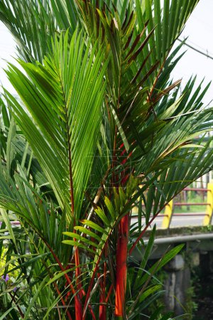Cyrtostachys renda (auch bekannt als rote Siegelwachspalme, rote Palme, Rajah-Palme) im Garten