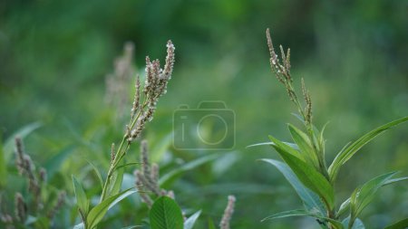 Persicaria maculosa (Polygonum persicaria, buckwheat, lady's thumb, spotted lady's thumb, Jesusplant, redshank). The young leaves may be eaten as a leaf vegetable