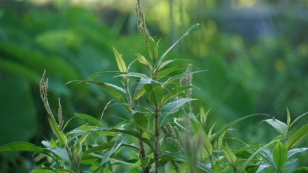 Persicaria maculosa (Polygonum persicaria, sarrasin, pouce de dame, pouce de dame tacheté, Jesusplant, chevalier). Les jeunes feuilles peuvent être consommées comme légume-feuille