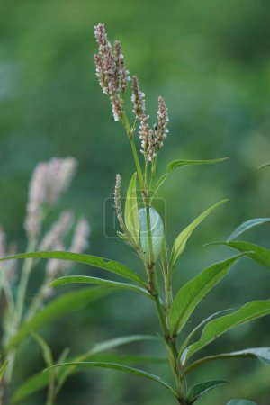 Persicaria maculosa (Polygonum persicaria, buckwheat, lady's thumb, spotted lady's thumb, Jesusplant, redshank). The young leaves may be eaten as a leaf vegetable