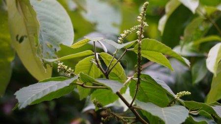 Allophylus africanus (Faux Currant africain, Faux Currant noir, Faux Currant noir, Inqala). Cette plante est une plante arbustive d'environ 10m de haut dont la fleur est blanche, crème, jaune ou verte
