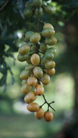 Fibraurea tinctoria (Akar badi, Akar Kinching Kerbau, Akar kunyit, Akar penawar, Sekunyit). Cette plante est connue depuis longtemps comme le Bornéo natif utilisé en médecine traditionnelle pour traiter le diabète
