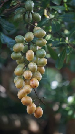 Fibraurea tinctoria (Akar badi, Akar Kinching Kerbau, Akar kunyit, Akar penawar, Sekunyit). Diese Pflanze ist seit langem als die einheimische Borneo bekannt, die in der traditionellen Medizin zur Behandlung von Diabetes verwendet wird.