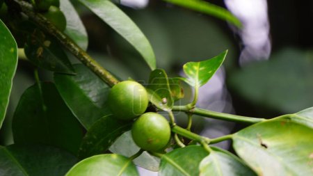 Mundu rata (Garcinia dulcis, baniti, taklang-anak, maphuut, ma phut, yellow mangosteen). Die orangefarbenen Früchte können frisch gegessen werden, sie enthalten ein säuerliches, saftiges Fruchtfleisch, das man zu Marmelade konservieren kann.