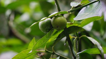 Mundu rata (Garcinia dulcis, baniti, taklang-anak, maphuut, ma phut, mangoustan jaune). Les fruits de couleur orange peuvent être consommés frais, ils contiennent une pulpe aigre et juteuse, qui peut être conservée en confiture
