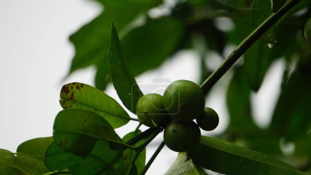 Mundu rata (Garcinia dulcis, baniti, taklang-anak, maphuut, ma phut, yellow mangosteen). Die orangefarbenen Früchte können frisch gegessen werden, sie enthalten ein säuerliches, saftiges Fruchtfleisch, das man zu Marmelade konservieren kann.