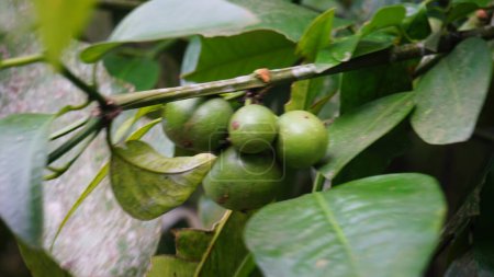 Mundu rata (Garcinia dulcis, baniti, taklang-anak, maphuut, ma phut, mangoustan jaune). Les fruits de couleur orange peuvent être consommés frais, ils contiennent une pulpe aigre et juteuse, qui peut être conservée en confiture