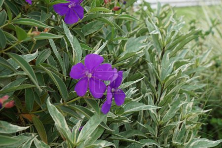 Tibouchina urvilleana (glory bush, lasiandra, princess flower, pleroma, purple glory tree) in nature. It can be trained as a vine and grown on a trellis