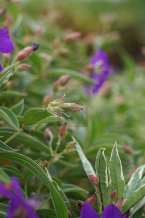 Tibouchina urvilleana (arbusto de gloria, lasiandra, flor de princesa, pleroma, árbol de gloria púrpura) en la naturaleza. Se puede entrenar como una vid y crecer en un enrejado