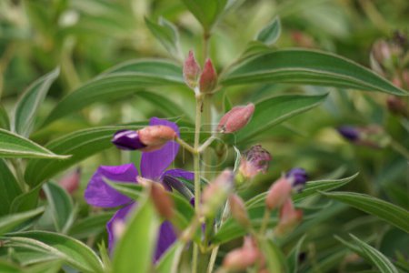 Tibouchina urvilleana (Prachtstrauch, Lasiandra, Prinzessinnenblume, Pleroma, Purpurprachtbaum) in der Natur. Sie kann als Rebstock ausgebildet und am Spalier angebaut werden