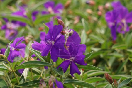 Tibouchina urvilleana (arbusto de gloria, lasiandra, flor de princesa, pleroma, árbol de gloria púrpura) en la naturaleza. Se puede entrenar como una vid y crecer en un enrejado