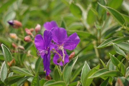 Tibouchine urvilleana (buisson de gloire, lasiandra, fleur de princesse, plérome, arbre de gloire violet) dans la nature. Il peut être formé comme une vigne et cultivé sur un treillis