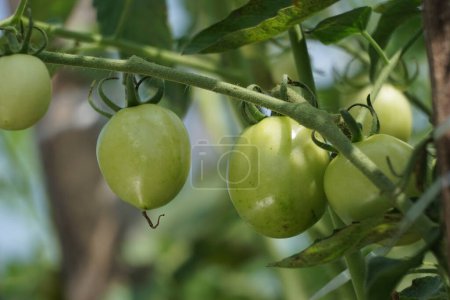 Green tomato (Also called Solanum lycopersicum, Lycopersicon lycopersicum, Lycopersicon esculentum) on the tree