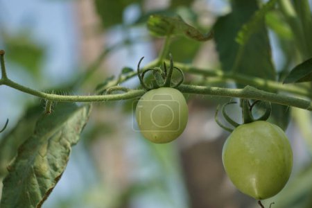 Grüne Tomate (auch Solanum lycopersicum, Lycopersicon lycopersicum, Lycopersicon esculentum genannt) am Baum