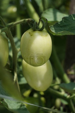Tomate verde (también llamado Solanum lycopersicum, Lycopersicon lycopersicum, Lycopersicon esculentum) en el árbol