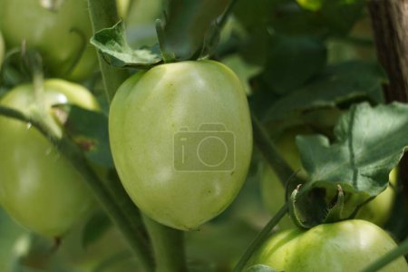 Tomate verte (également appelée Solanum lycopersicum, Lycopersicon lycopersicum, Lycopersicon esculentum) sur l'arbre