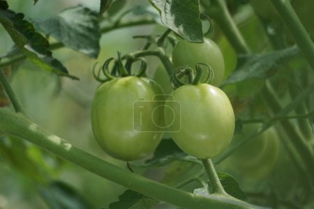 Green tomato (Also called Solanum lycopersicum, Lycopersicon lycopersicum, Lycopersicon esculentum) on the tree