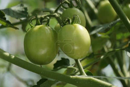 Grüne Tomate (auch Solanum lycopersicum, Lycopersicon lycopersicum, Lycopersicon esculentum genannt) am Baum