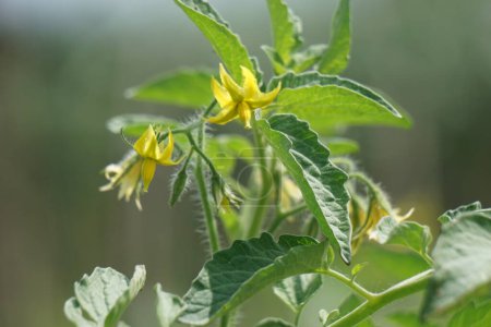 Tomato flower (Also called Solanum lycopersicum, Lycopersicon lycopersicum, Lycopersicon esculentum) on the tree