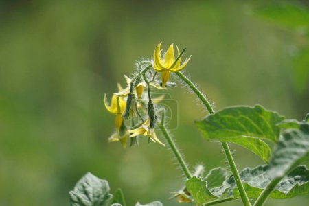 Tomato flower (Also called Solanum lycopersicum, Lycopersicon lycopersicum, Lycopersicon esculentum) on the tree