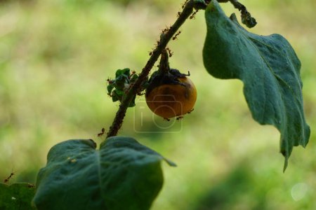 Solanum insanum (aussi appelé pomme d'épine, pomme amère, boule amère, tomate amère) avec un fond naturel