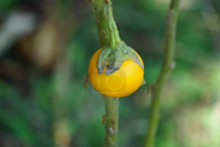 Téléchargez les photos : Solanum insanum (aussi appelé pomme d'épine, pomme amère, boule amère, tomate amère) avec un fond naturel - en image libre de droit