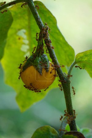 Solanum insanum (aussi appelé pomme d'épine, pomme amère, boule amère, tomate amère) avec un fond naturel