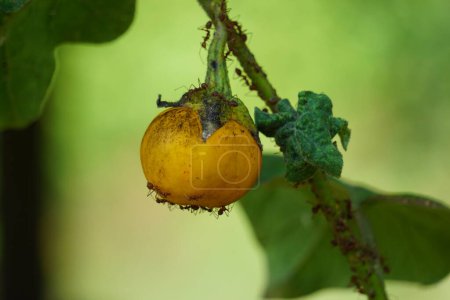 Solanum insanum (también llamada manzana espina, manzana amarga, bola amarga, tomate amargo) con un fondo natural