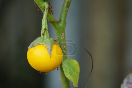 Téléchargez les photos : Solanum insanum (aussi appelé pomme d'épine, pomme amère, boule amère, tomate amère) avec un fond naturel - en image libre de droit