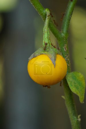 Solanum insanum (auch Dornapfel, Bitterapfel, Bitterball, Bittertomate genannt) mit natürlichem Hintergrund