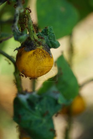 Solanum insanum (también llamada manzana espina, manzana amarga, bola amarga, tomate amargo) con un fondo natural