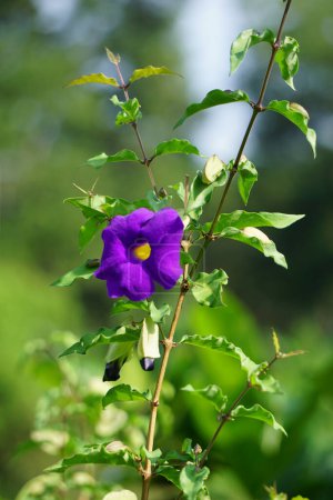 Thunbergia erecta (reloj de arbusto, manto del rey, arbusto de papa). Se ha utilizado como medicina tradicional para el insomnio, la depresión y el manejo de la ansiedad.