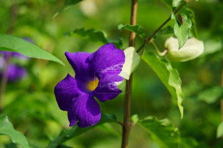 Photo for Thunbergia erecta (bush clockvine, king's mantle, potato bush). It has been used as traditional medicine for insomnia, depression and anxiety management. - Royalty Free Image