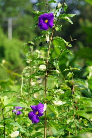 Thunbergia erecta (bush clockvine, king's mantle, potato bush). It has been used as traditional medicine for insomnia, depression and anxiety management.