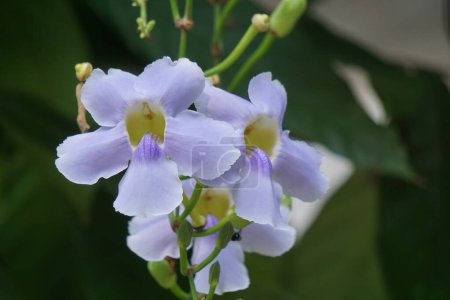 Thunbergia grandiflora (Bengalische Uhrenrebe, Bengalische Trompete, Blaue Himmelsblume) blüht. Pflanzen können bis zu 20 Meter hoch werden und haben ein langes Wurzelsystem mit einer tiefen Pfahlwurzel