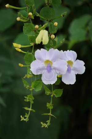 Thunbergia grandiflora (Bengalische Uhrenrebe, Bengalische Trompete, Blaue Himmelsblume) blüht. Pflanzen können bis zu 20 Meter hoch werden und haben ein langes Wurzelsystem mit einer tiefen Pfahlwurzel