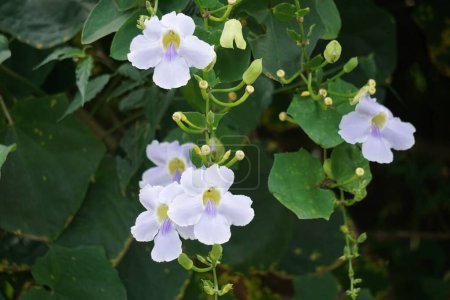 Thunbergia grandiflora (Bengal clockvine, Bengal trumpet, blue skyflower) flower. Plants may grow to about 20 metres in height and have a long root system with a deep tap root