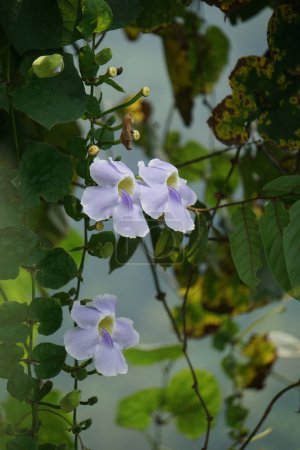 Téléchargez les photos : Thunbergia grandiflora (Clockvine du Bengale, trompette du Bengale, skyflower bleu) fleur. Les plantes peuvent atteindre environ 20 mètres de hauteur et avoir un système racinaire long avec une racine pivotante profonde - en image libre de droit