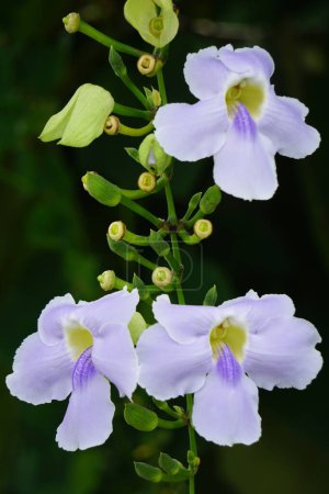 Thunbergia grandiflora (Clockvine du Bengale, trompette du Bengale, skyflower bleu) fleur. Les plantes peuvent atteindre environ 20 mètres de hauteur et avoir un système racinaire long avec une racine pivotante profonde