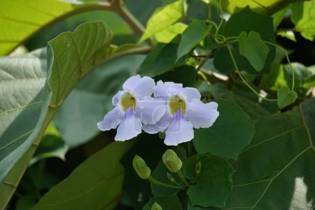 Thunbergia grandiflora (Reloj de Bengala, trompeta de Bengala, skyflower azul) flor. Las plantas pueden crecer hasta cerca de 20 metros de altura y tienen un sistema de raíces largas con una raíz de grifo profunda