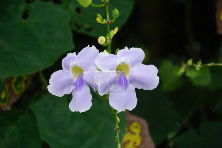 Thunbergia grandiflora (Reloj de Bengala, trompeta de Bengala, skyflower azul) flor. Las plantas pueden crecer hasta cerca de 20 metros de altura y tienen un sistema de raíces largas con una raíz de grifo profunda