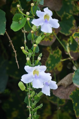 Téléchargez les photos : Thunbergia grandiflora (Clockvine du Bengale, trompette du Bengale, skyflower bleu) fleur. Les plantes peuvent atteindre environ 20 mètres de hauteur et avoir un système racinaire long avec une racine pivotante profonde - en image libre de droit