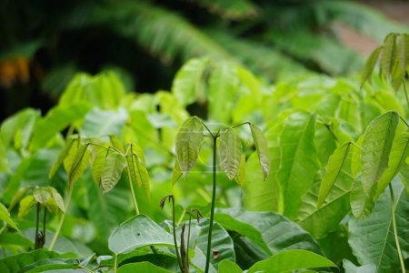 Tabebuia caraiba (Tabebuia aurea, trompeta caribeña, trompeta de plata, árbol de oro) con un fondo natural